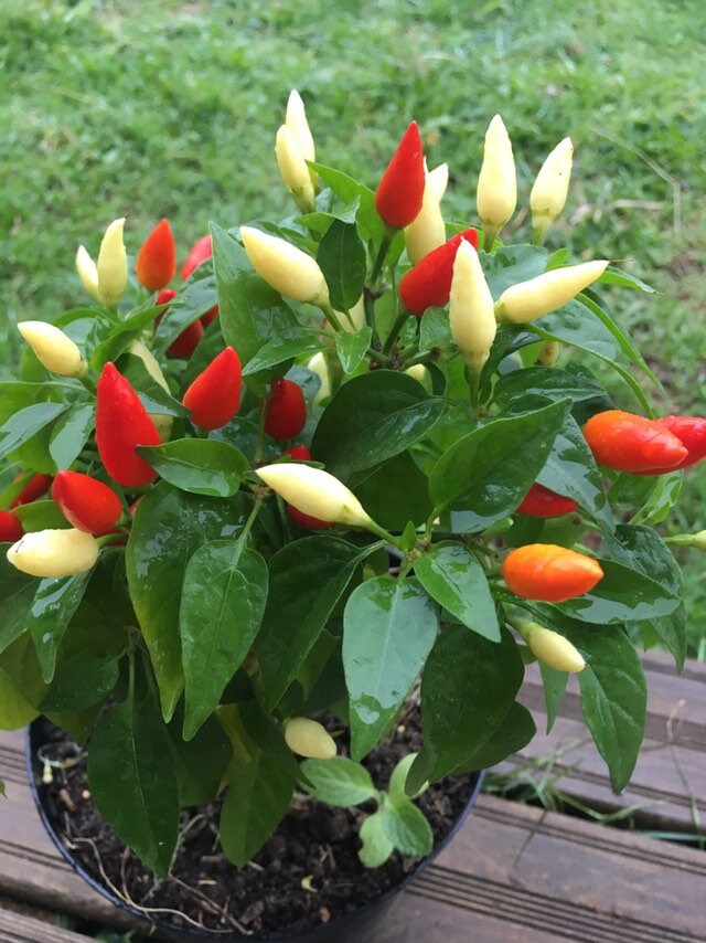 Piment Bolivien Arc-En-Ciel 15 Graines Reproductibles Non Traitées.