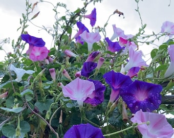 50 semillas de gloria de la mañana, cosecha sin tratar 2025, Francia, Ipomoea indica