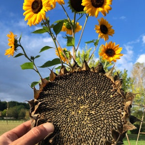 50 untreated reproducible sunflower seeds Helianthus annuus
