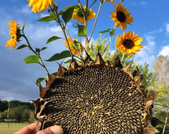50 semillas de girasol surtidas, sin tratar y de polinización abierta (Helianthus annuus)
