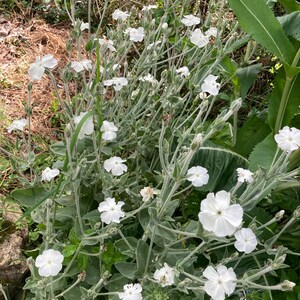 Puede incluir: Un grupo de flores blancas con tallos y hojas verdes. Las flores est&aacute;n en flor y tienen un aspecto delicado.