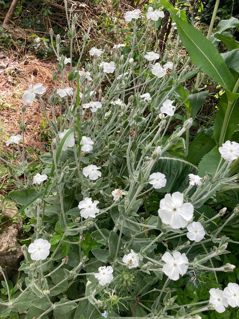 Puede incluir: Un grupo de flores blancas con tallos y hojas verdes. Las flores est&aacute;n en flor y tienen un aspecto delicado.