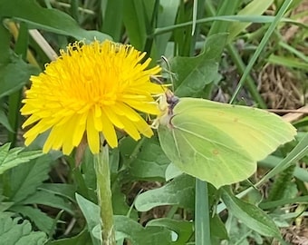100 semillas de diente de león (Taraxacum sp.) sin tratar - Producción 2025 - Suroeste de Francia