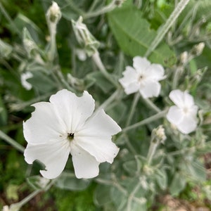 Puede incluir: Primer plano de flores blancas con cinco p&eacute;talos cada una, floreciendo en una planta con hojas verde plateado.