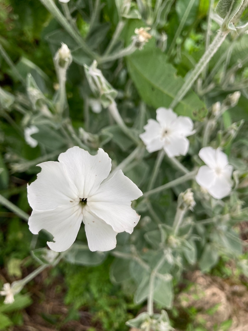 Puede incluir: Primer plano de flores blancas con cinco p&eacute;talos cada una, floreciendo en una planta con hojas verde plateado.
