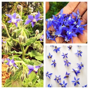 50 unbehandelte Borretschsamen Borago officinalis