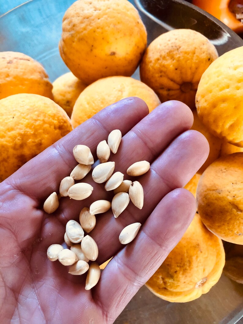 Poncirus Trifoliata 15 graines non traitées de citronnier Etsy France