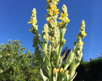Semillas reproducibles sin tratar de gordolobo silvestre (verbascum thapsus)