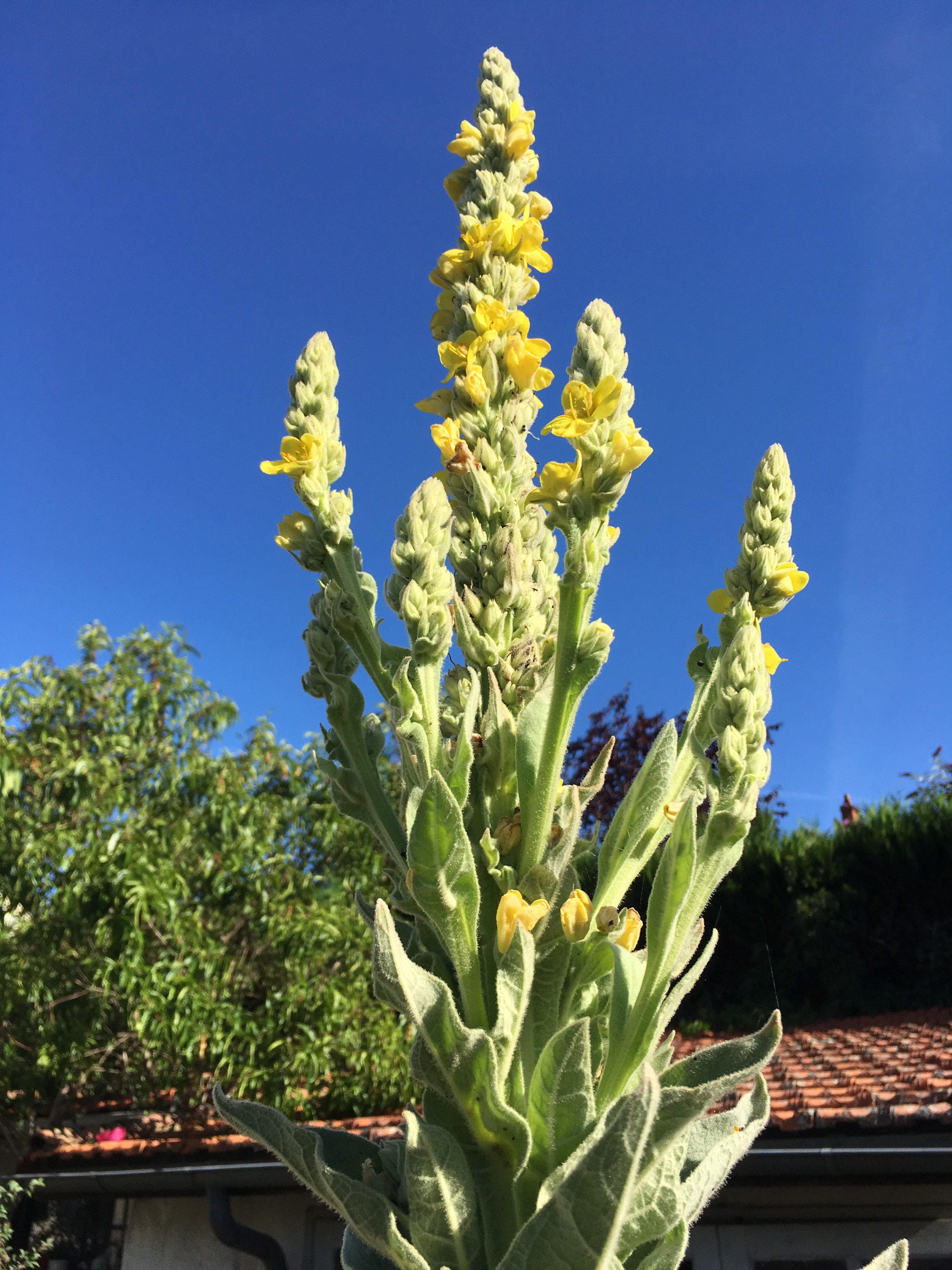 Untreated Reproducible Seeds Wild Mullein Broth - Etsy