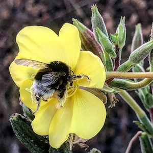 unbehandelte vermehrbare Samen von Nachtkerze, Belle de nuit, Oenothera biennis