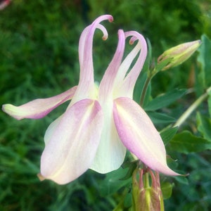 100 Akeleisamen im Mix Aquilegia vulgaris unbehandelte Samen Produktion 2023 Südwestfrankreich