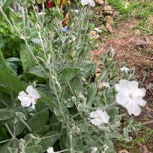 Puede incluir: Primer plano de una flor blanca con hojas verdes. La flor est&aacute; en flor y tiene p&eacute;talos blancos delicados. Las hojas son verdes y tienen una textura peluda.