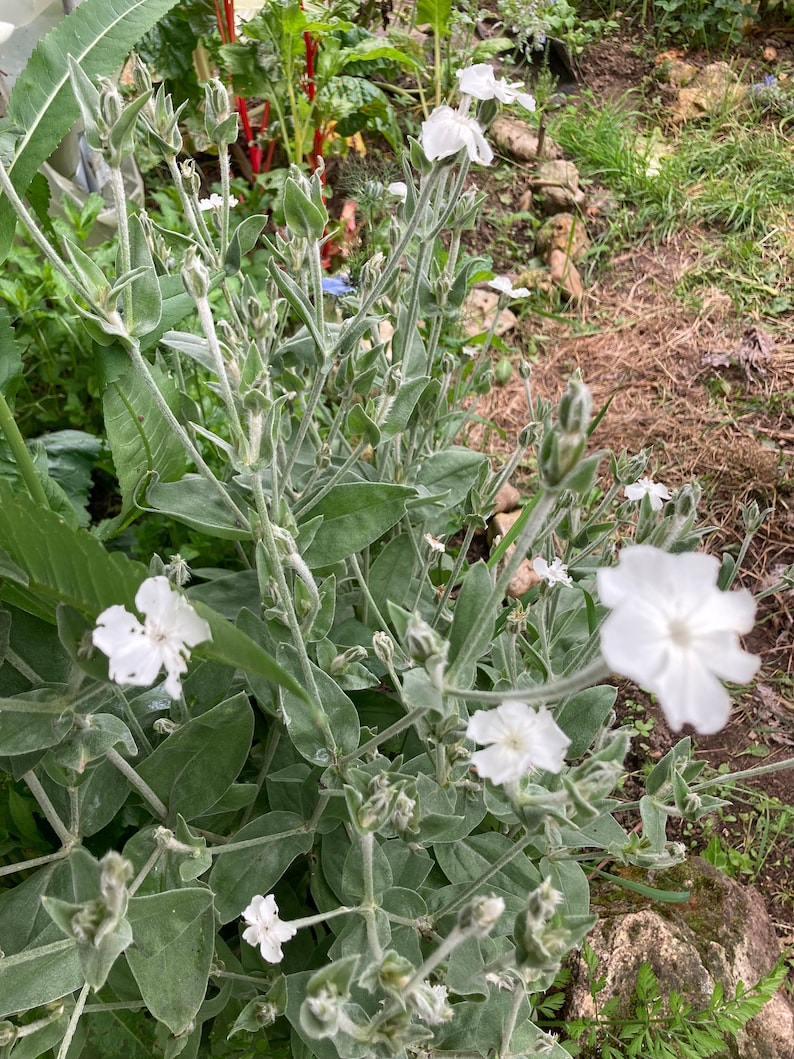 Puede incluir: Primer plano de una flor blanca con hojas verdes. La flor est&aacute; en flor y tiene p&eacute;talos blancos delicados. Las hojas son verdes y tienen una textura peluda.