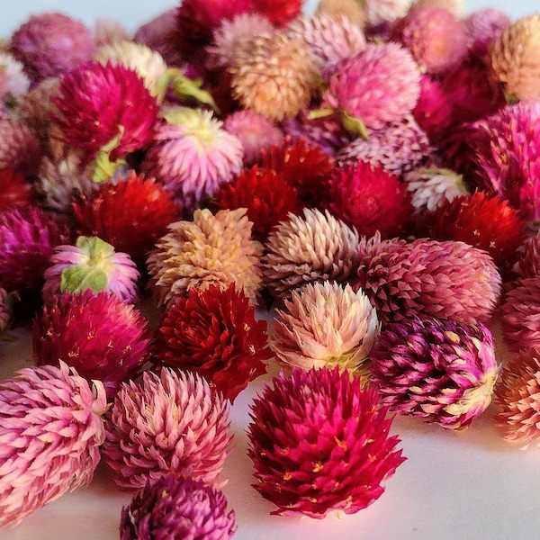 Dried Globe Amaranth - Dry Flower Heads - Gomphrena - Flowers for Crafting Resin DIY Projects