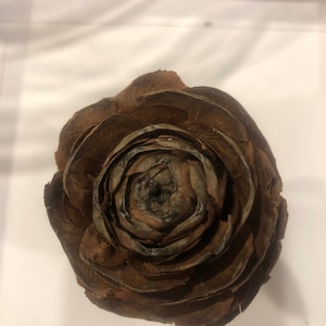 Cedar rose pine cones
