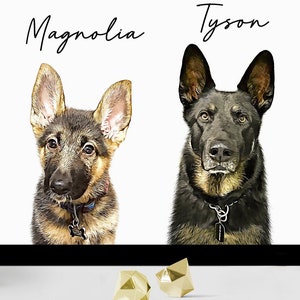 Może przedstawiać: Oprawiony wydruk przedstawiający dwa owczarki niemieckie, Magnolię i Tysona, na białym tle. Psy są przedstawione realistycznie. Wydruk jest w czarnej ramie, z imionami psów nad ich portretami.
