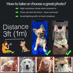 May include: An informational graphic with text on how to take a great photo. The text includes tips on resolution, close-up shots, and lighting. The graphic also shows examples of good and bad photos of dogs, with a distance of 3 feet (1 meter) indicated.