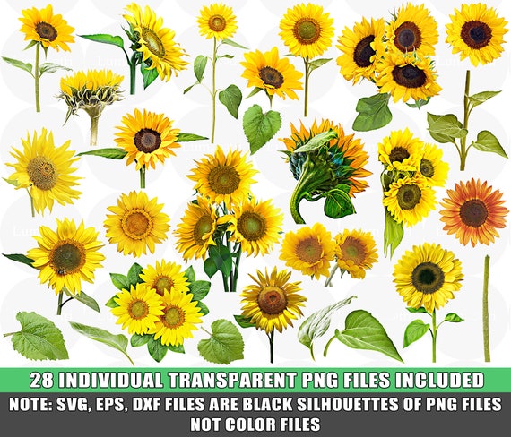 Free Free 344 Sunflower Transparent Svg SVG PNG EPS DXF File