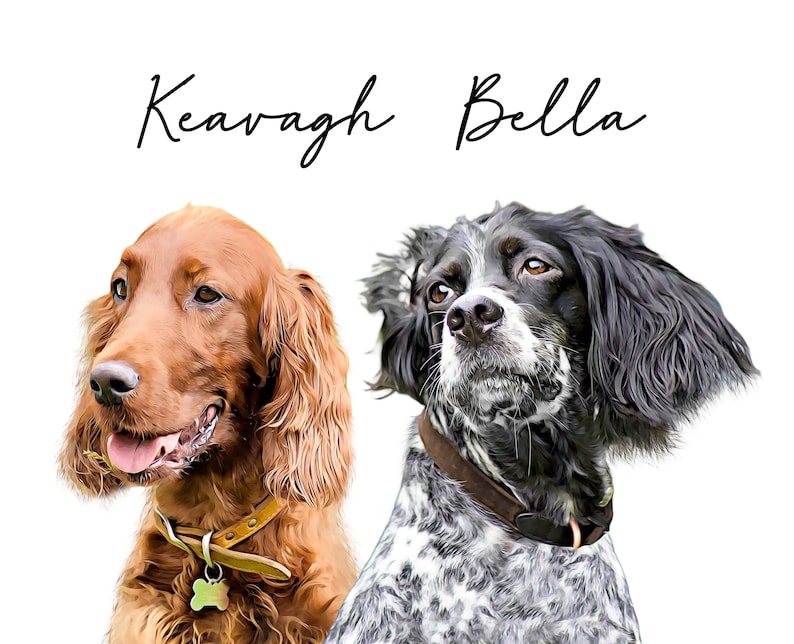 May include: A portrait of two dogs, one a reddish-brown setter with a tan collar and the other a black and white dog with a brown collar. The text "Keavagh Bella" is written above the dogs in a cursive font.