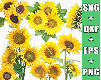 Sunflower SVG | Sunflower PNG | Sunflower Clipart | Flower SVG | floral svg | flower clipart | sunflower svg files for cricut
