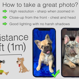 May include: Image demonstrating photography tips. Text reads: "How to take a great photo?" with bullet points on resolution, close-up shots, and lighting. Two smartphone screens display dog portraits. The text also includes "Distance 3ft (1m)".