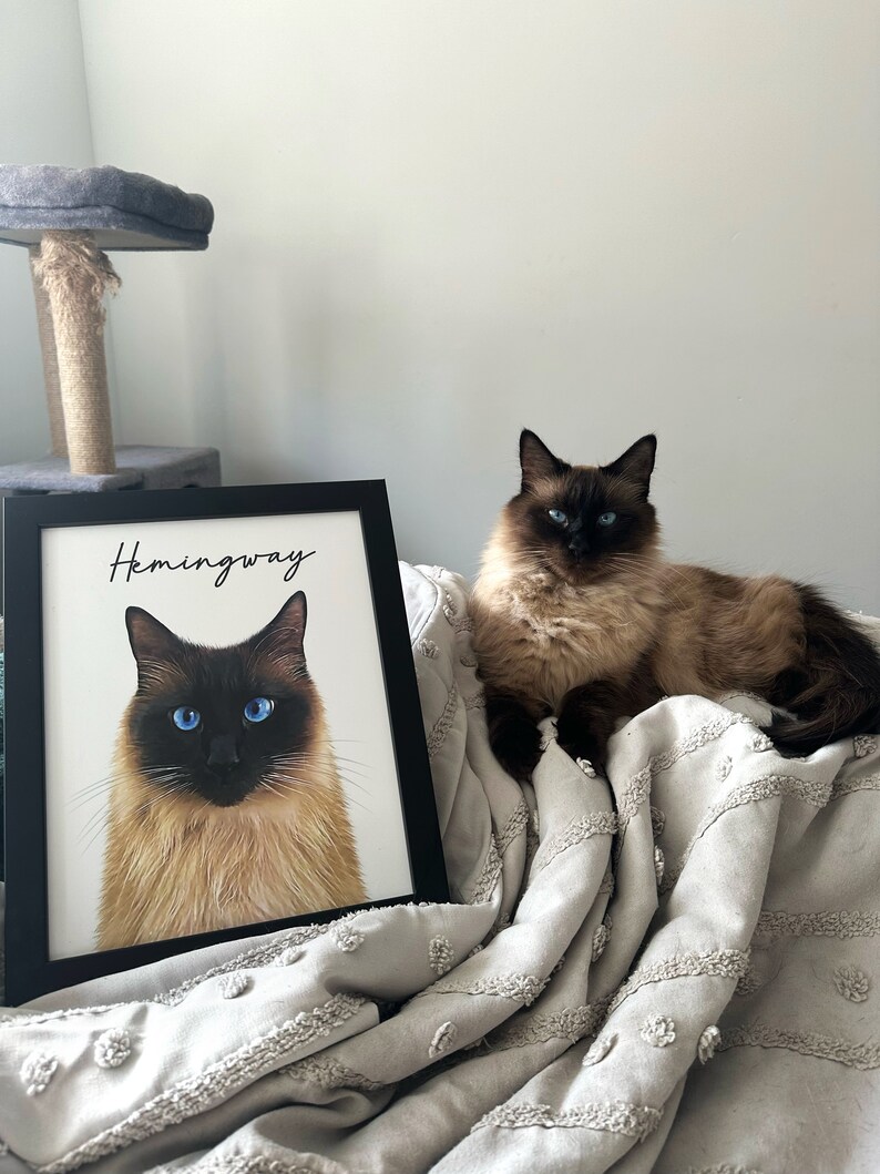 May include: A framed portrait of a cat with blue eyes and the name "Hemingway" in script. A live cat with similar coloring and blue eyes rests on a light gray blanket. A cat tree is in the background.