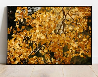 Yellow Aspen Leaves Fall Photo Print, Colorado Fall Photography, Autumn Aspens Colorado Mountains