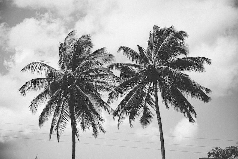 Black and White Palm Trees Print, Tropical Wall Art, Beach Decor Etsy