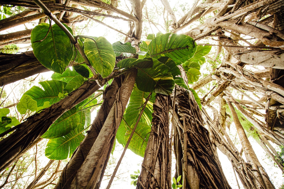 Printable Tropical Hawaiian Wall Art Boho Jungle Wall Art Etsy