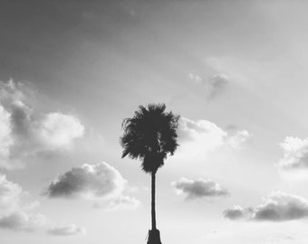 Zwart-witte palmboom, strand, palmbomen kunst aan de muur, botanische fotografie, zonsondergang palmboom, tropisch decor