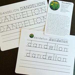 Foraging Handwriting: 64 pages of handwriting in upper and lower case along with information cards