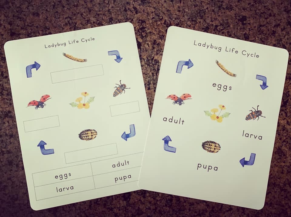Ladybug Life Cycle Early Years Learning - Etsy