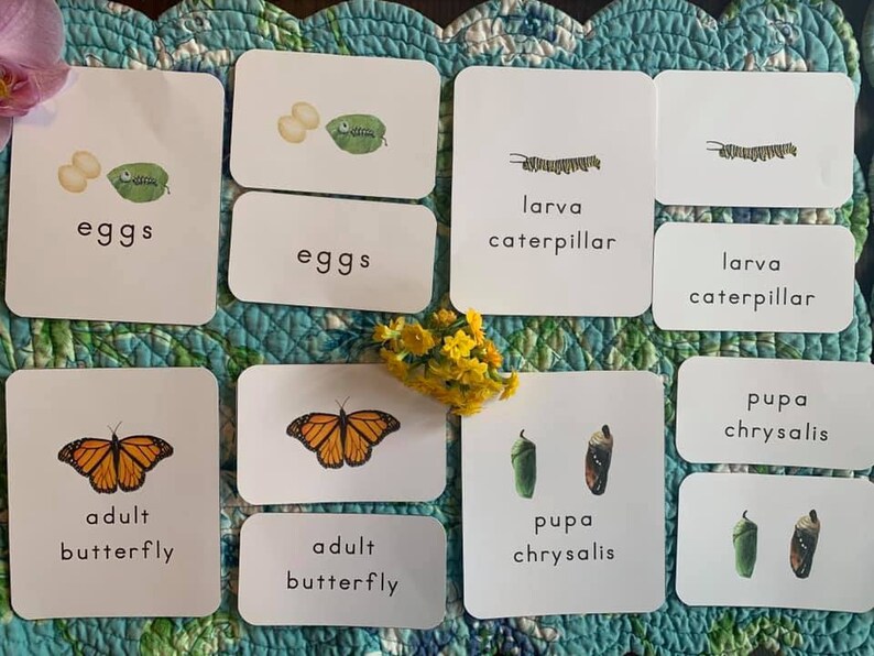 Butterfly Life Cycle Early Years Etsy