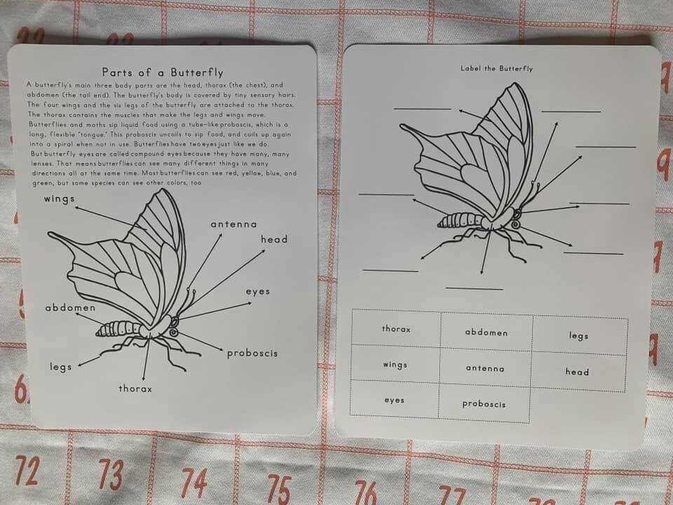 Butterfly Life Cycle Early Years Etsy