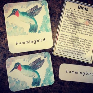 May include: Two watercolor illustrations of a hummingbird with the word "hummingbird" printed below each image. The text on the right card reads: "Birds are very important pollinators of wildflowers throughout the world. There are 2,000 bird species globally that feed on nectar! The flowers that are visited by birds and hummingbirds are typically tubular with funnels and cups, brightly colored, odorless as birds have a poor sense of smell, open during the day, have supports for perching. Although a hummingbird weighs a little more than a penny (2-6 grams) to survive they eat several times their weight in nectar each day! Their heart pumps 1,200 times per minute and their wings beat seventy times each second. For protein, they also eat small insects often found around the flower."