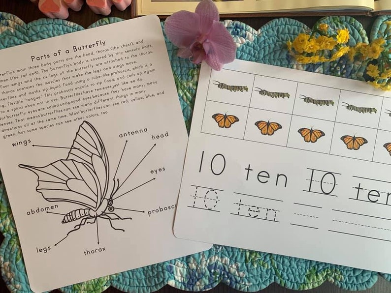 Butterfly Life Cycle Early Years Etsy