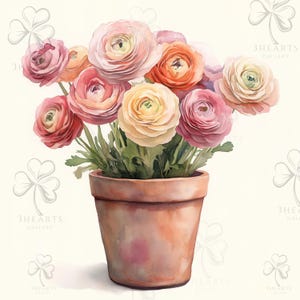 May include: Watercolor illustration of a potted plant with a bouquet of colorful ranunculus flowers. The flowers are in shades of pink, orange, and yellow. The terracotta pot is a light brown color. The image has a soft, artistic feel.