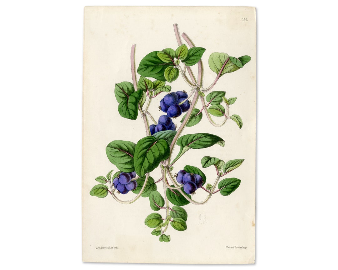 Blueberry Vines, Original 19th Century Botanical Lithograph Etsy