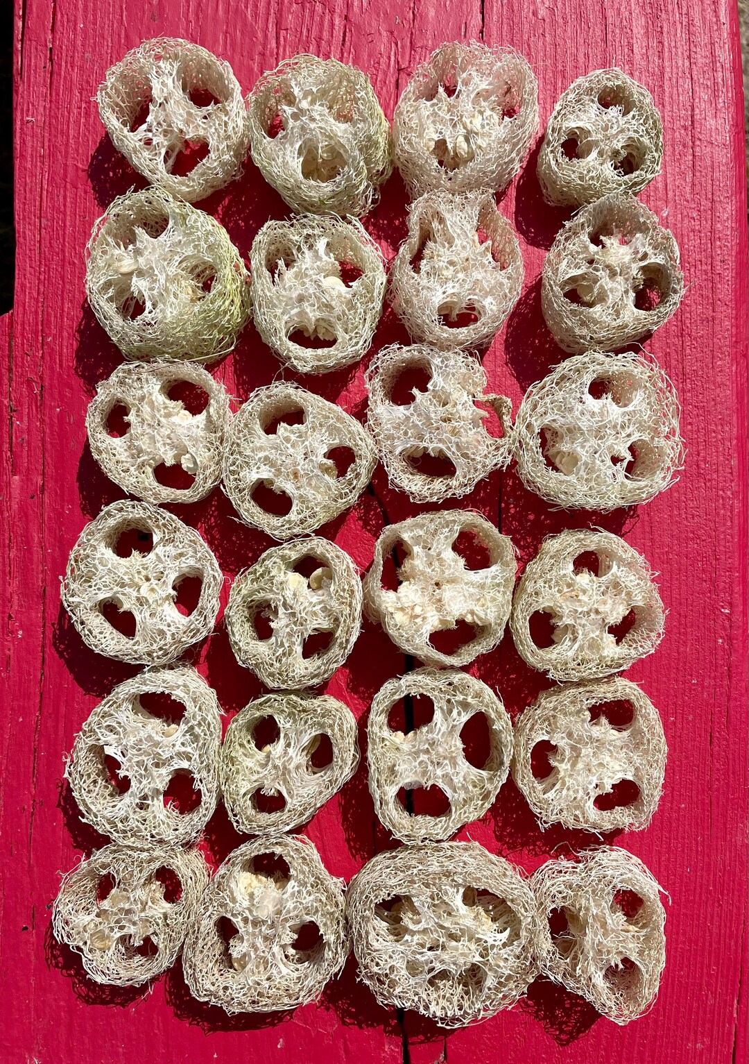 Large Bag of 24 Loofah Slices 1 Loofa Sponges Luffa Slices Etsy