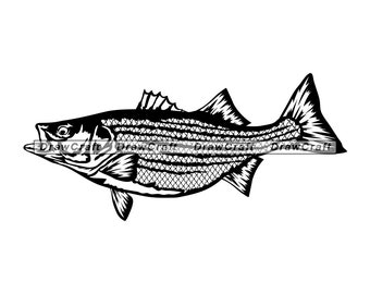 Free Free 169 Striped Bass Svg SVG PNG EPS DXF File