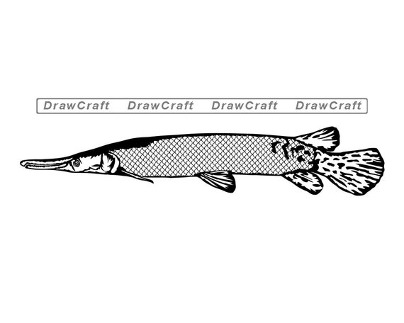 Download Alligator Gar Svg Fish Svg Fishing Svg Fishing Cut Files Etsy