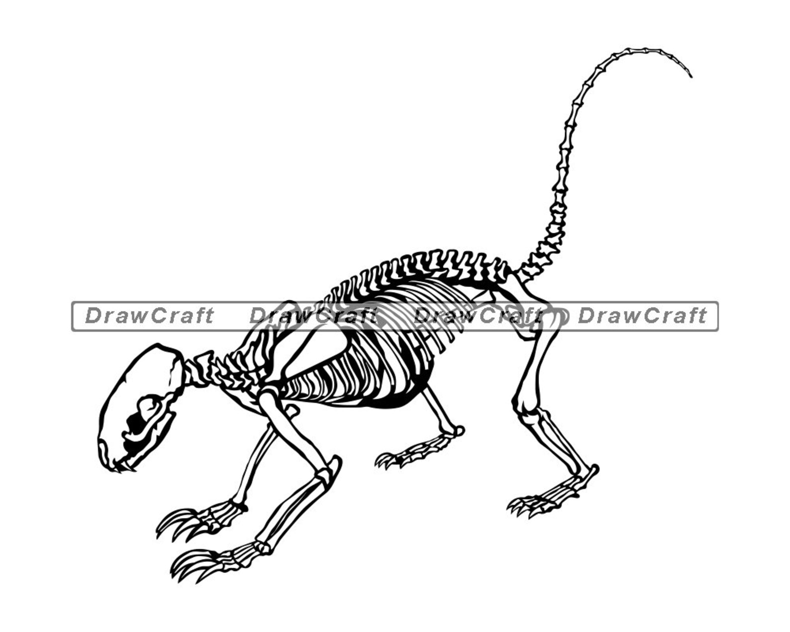 Skunk Skeleton Svg Skunk Svg Forest Creatures Svg Skunk Cut | Etsy