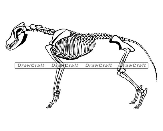 Download Wolf Skeleton Svg Wolf Svg Animal Skeleton Svg Forest | Etsy