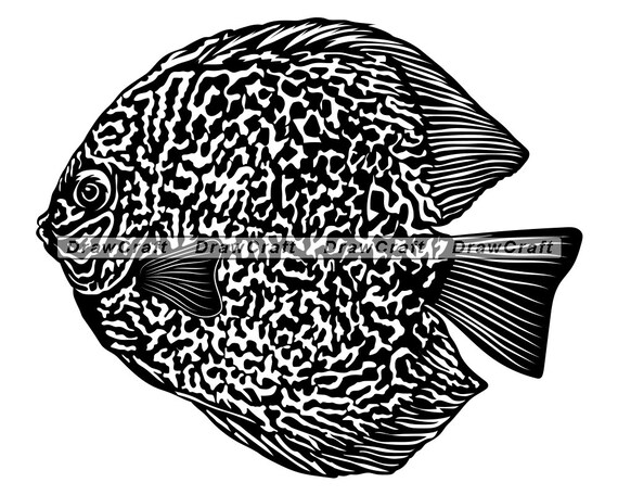 Download Discus Fish Svg Aquarium Fish Svg Fish Svg Pet Fish Svg Etsy