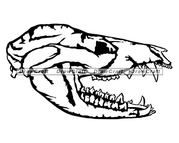 Opossum Schadel 2 Svg Opossum Skelett Svg Opossum Svg Tier Etsy