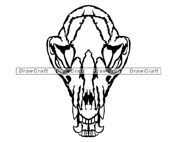 Download Raccoon Skull Svg Raccoon Skeleton Svg Raccoon Svg Animal | Etsy