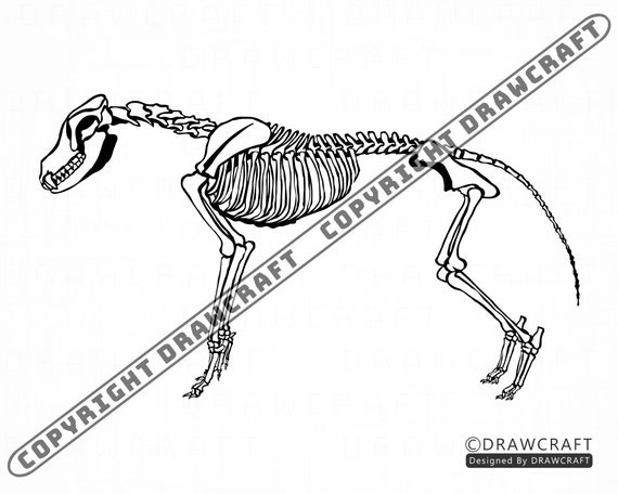 Download Wolf Skeleton Svg Wolf Svg Animal Skeleton Svg Forest Etsy