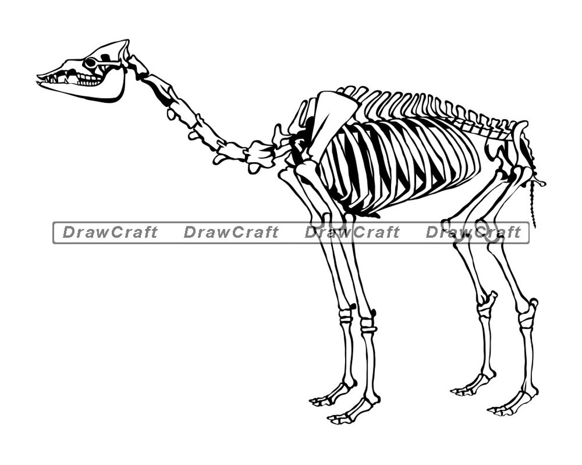 Download Camel Skeleton Svg Animal Skeleton Svg Camel Svg Camel Cut | Etsy