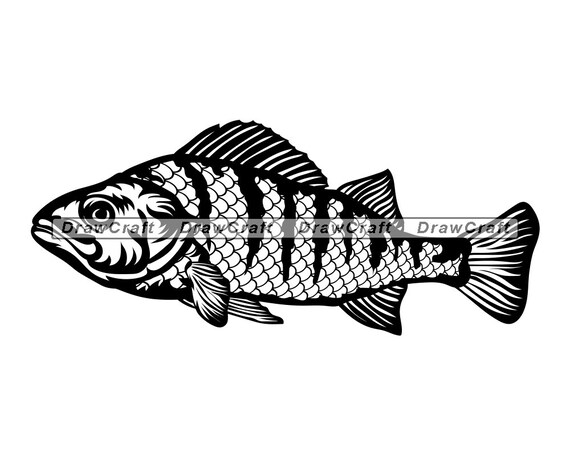 European Perch Svg Fish Svg Perch Svg European Perch Cut Etsy