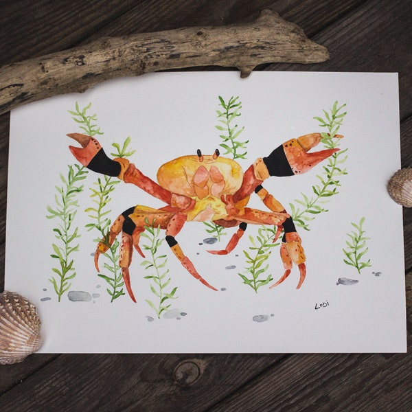 Aquarelle crabe A4